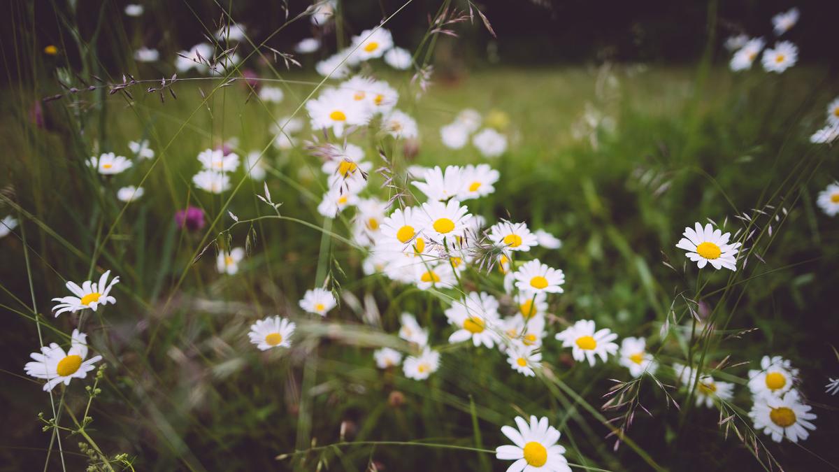 Valkoisia kukkia niityllä.